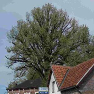 mythe-toppen-1400x1395